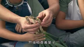 快樂小農夫1