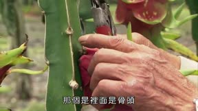 快樂小農夫8