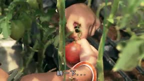 快樂小農夫9