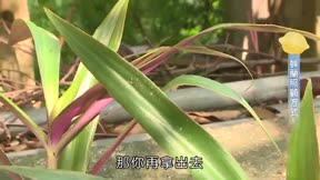 快樂小農夫19