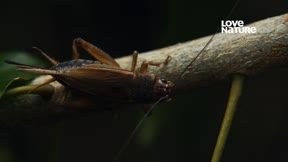動物超感官 第1季2