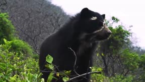 動物超感官 第1季3