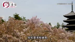 常盤貴子的京都畫報9