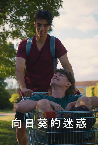 向日葵的迷惑