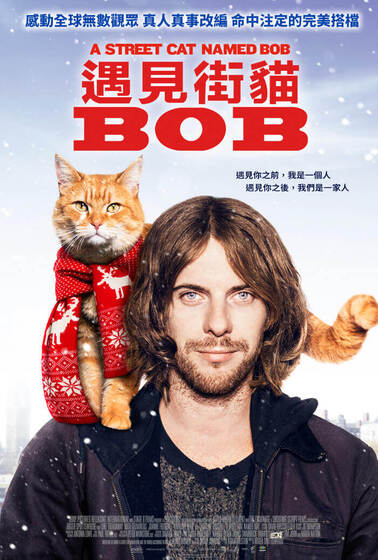 遇見街貓Bob