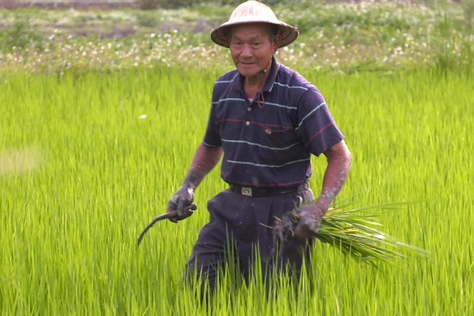 憨地主