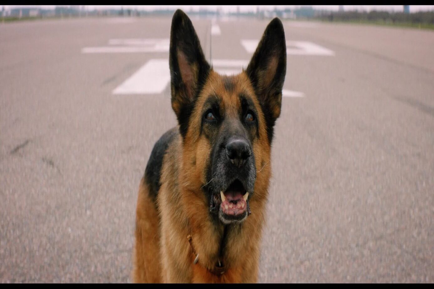 航站忠犬帕爾馬