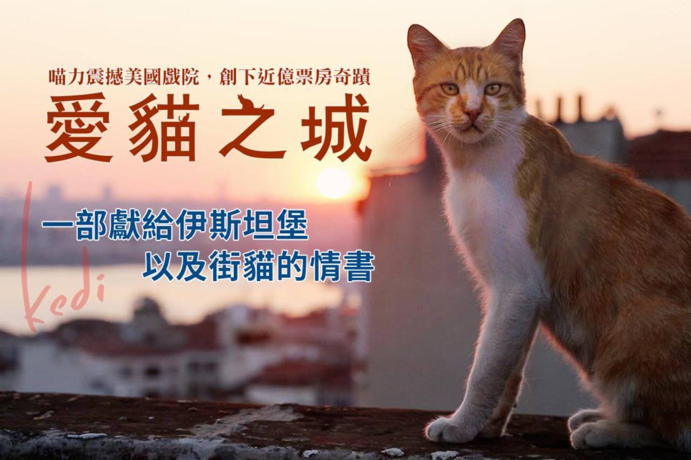 愛貓之城